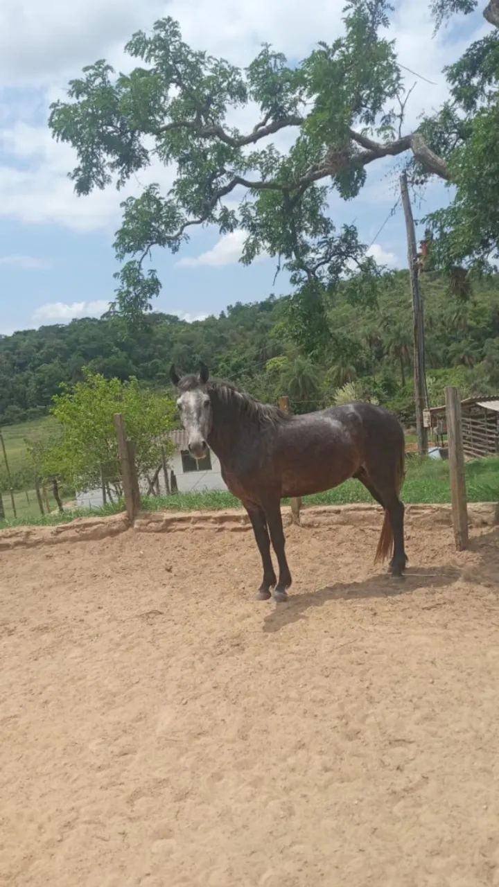 Cavalo Mangalarga Marchador  - Foto 5