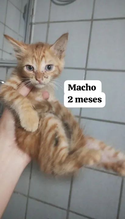 Vários Filhotes de gatinhos para adoção - Foto 2