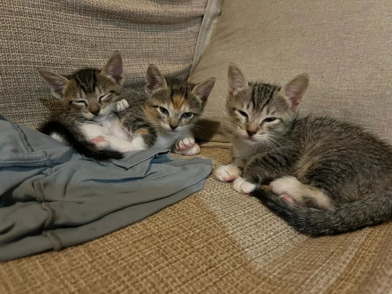 Doação responsável de gatinhos filhotes  - Foto 4