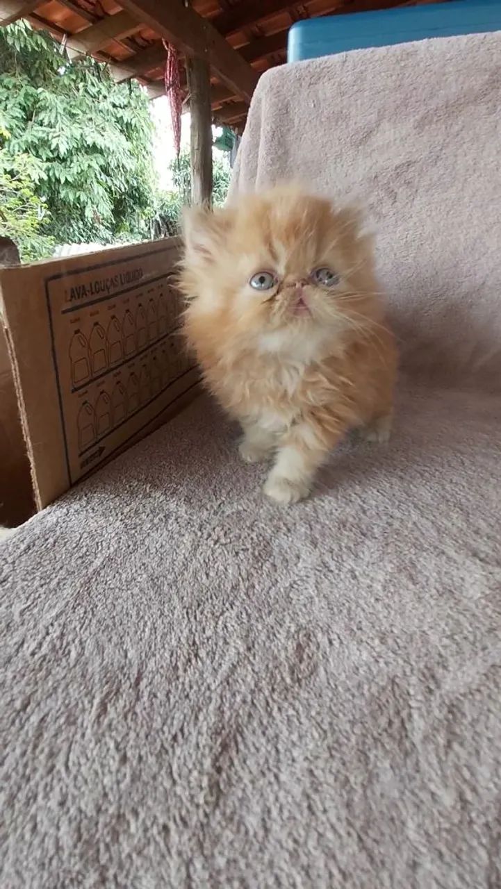 Gato Persa Show Puro  - Foto 3