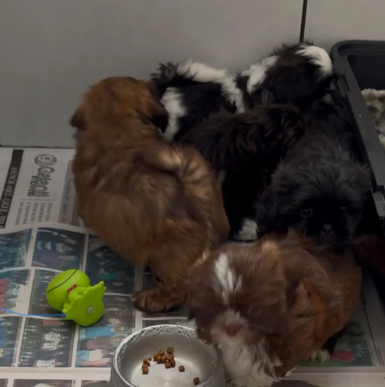 Shihtzu macho PROMO lindos  cbkc - Foto 5