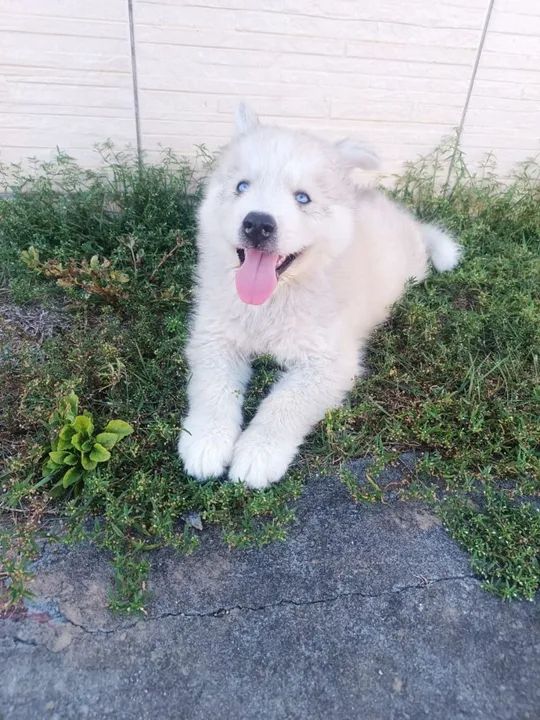 Filhotes de Husky Siberiano - Foto 4