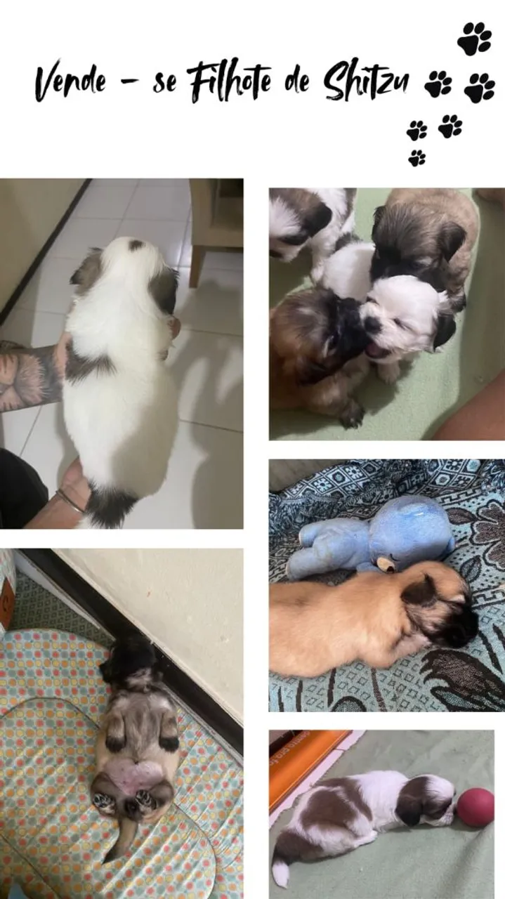 Filhotes de Shih Tzu à venda