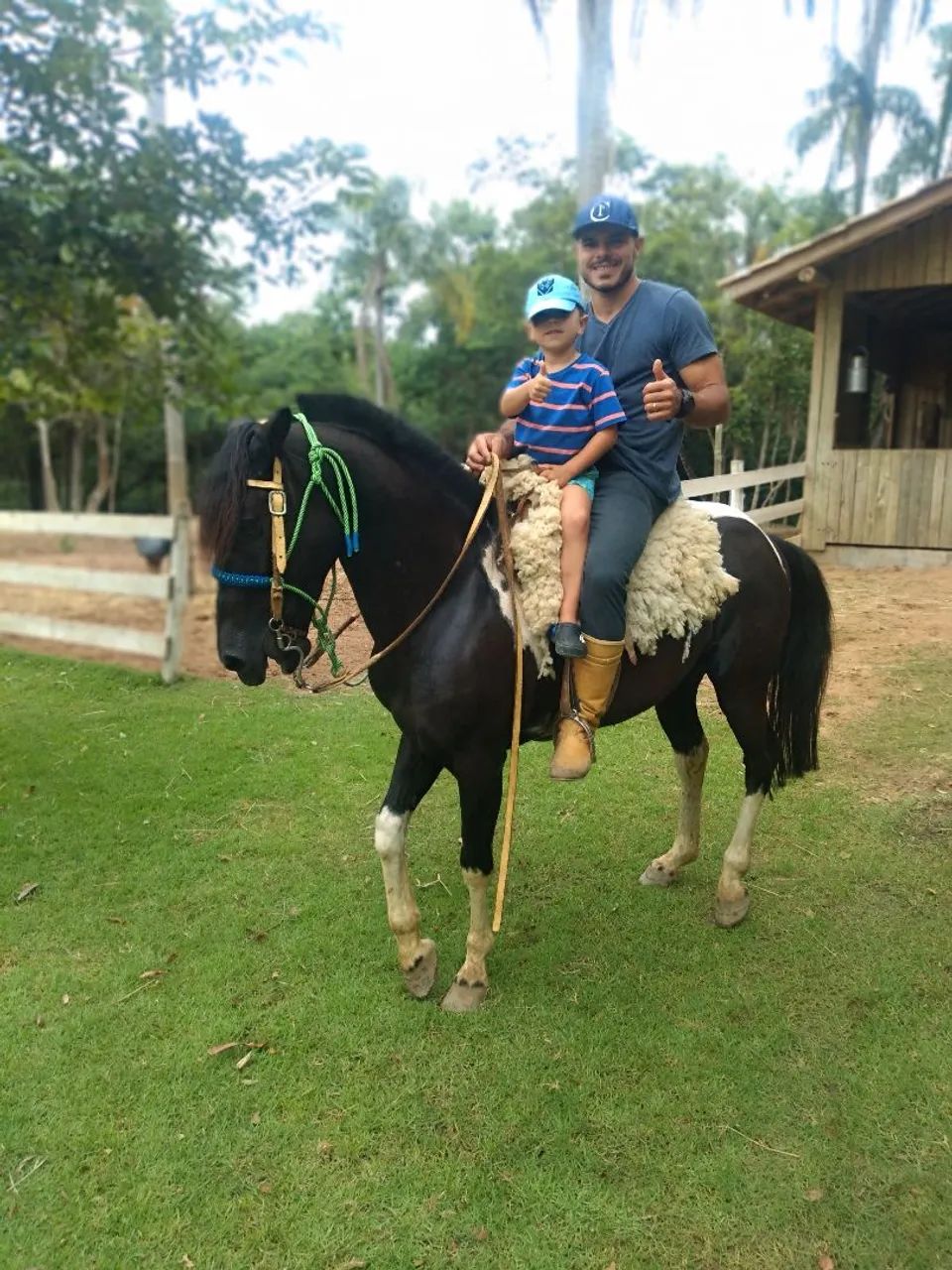 Cavalo criolo registrado  - Foto 4