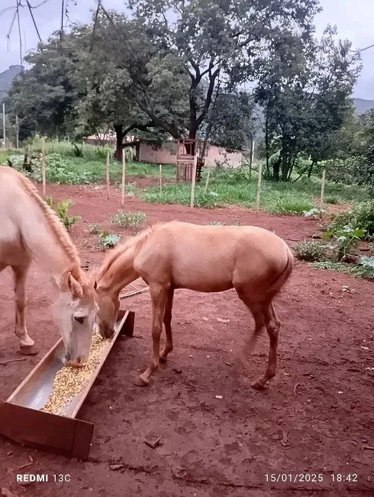 Potro mangalarga sem registro  - Foto 2