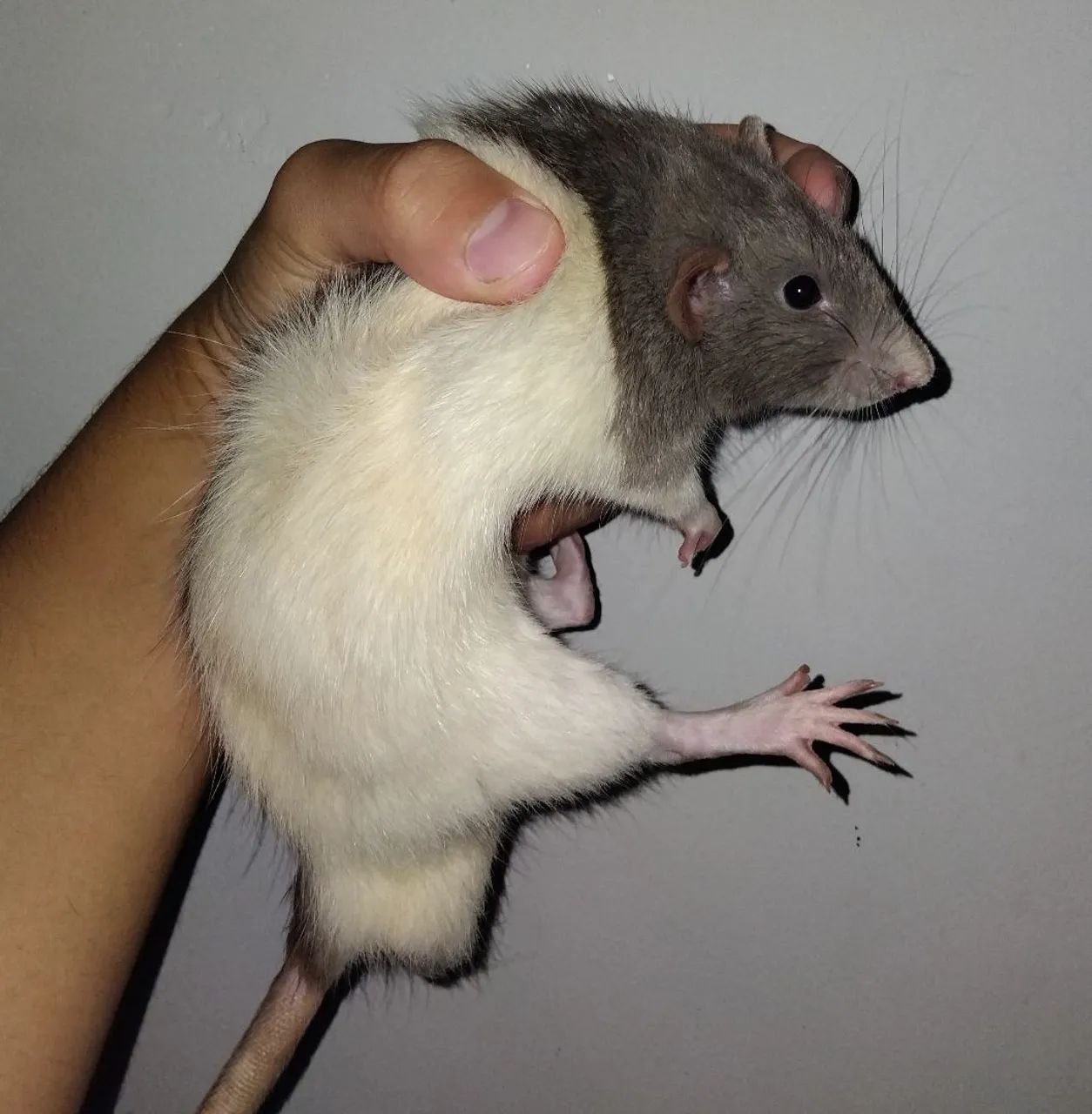 Rato Twister para adoção - Foto 2