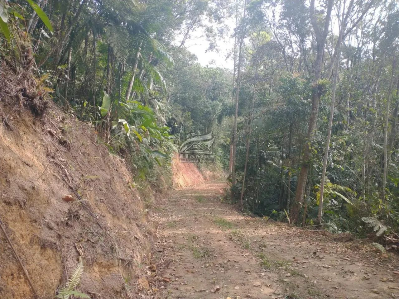 Terreno Rural para Venda em Angelina, LINHA DO CHAVES - Foto 2