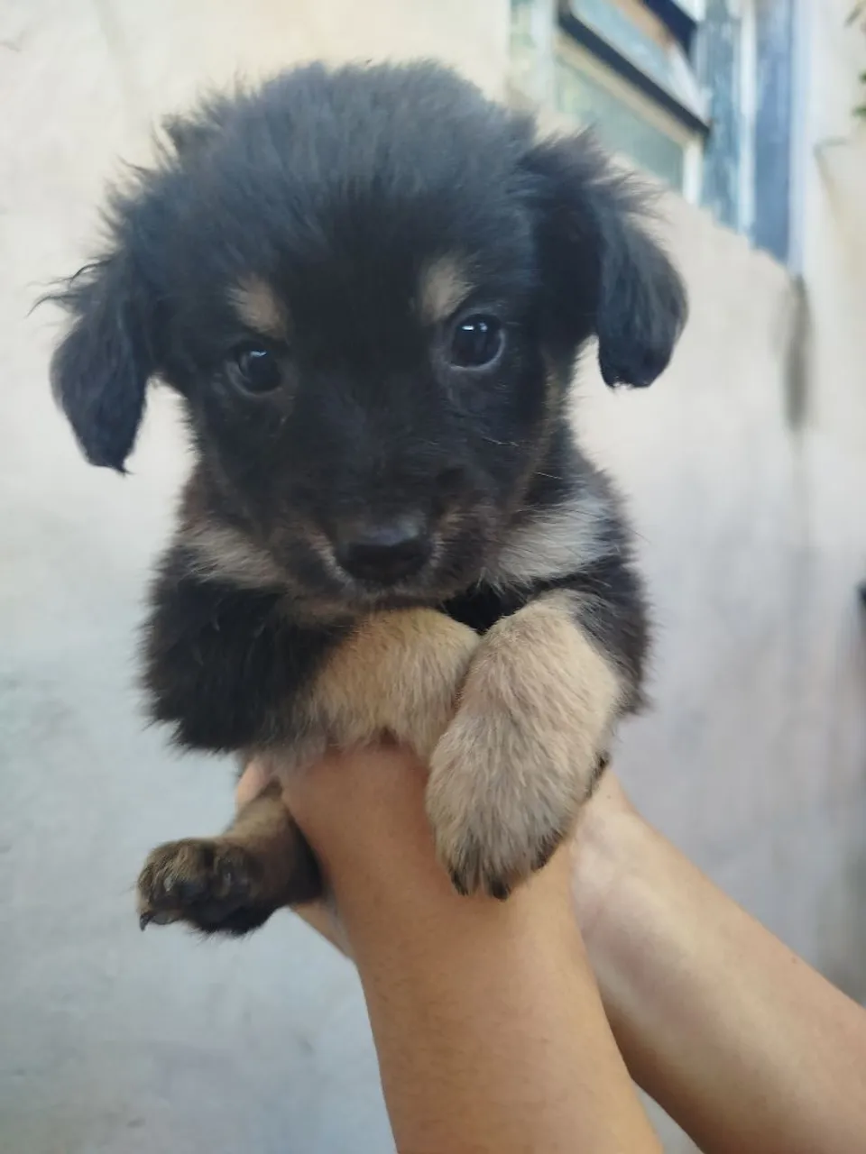 Filhote de cachorro fofo - Disponível para adoção!