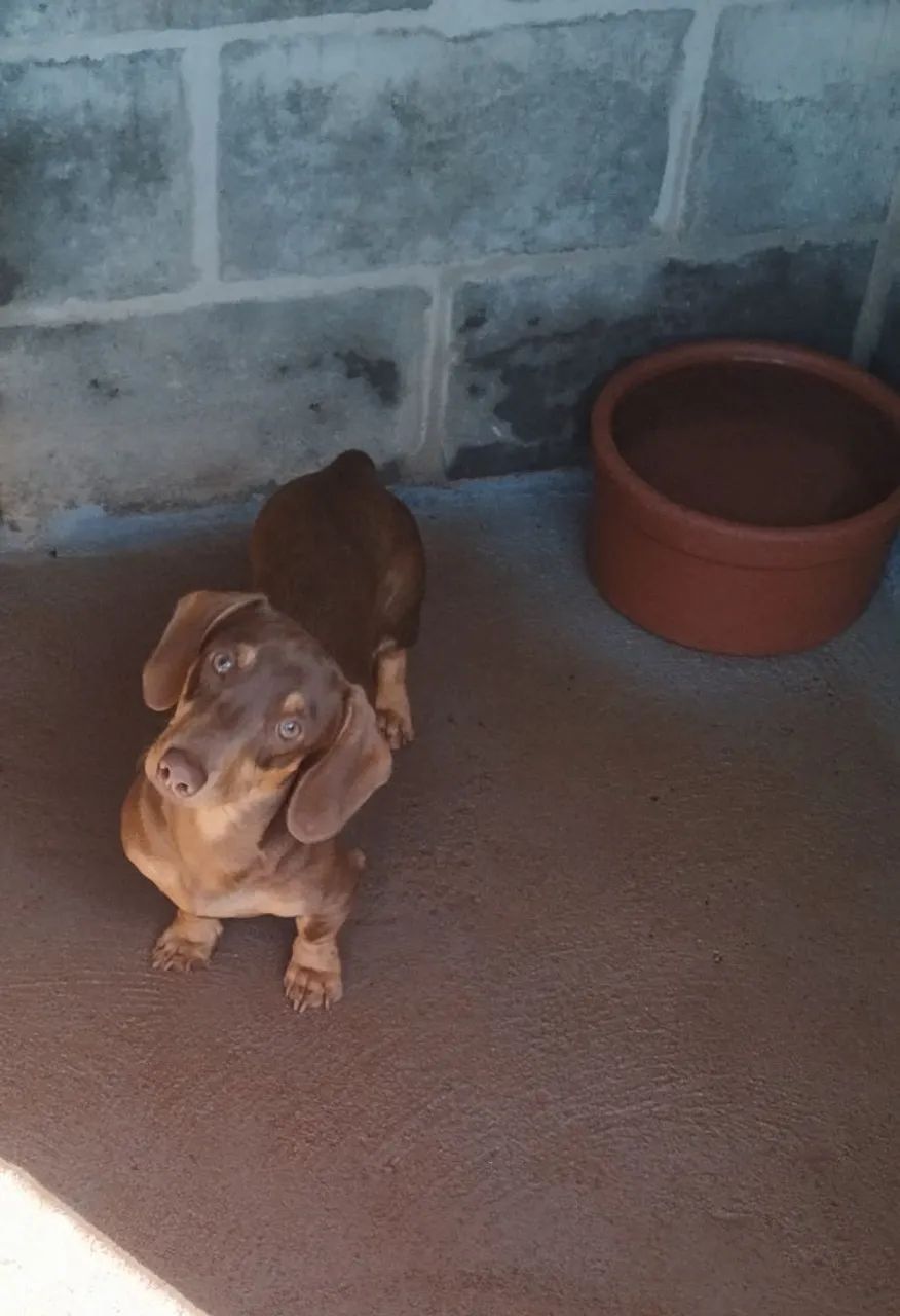 Basset macho  - Foto 2