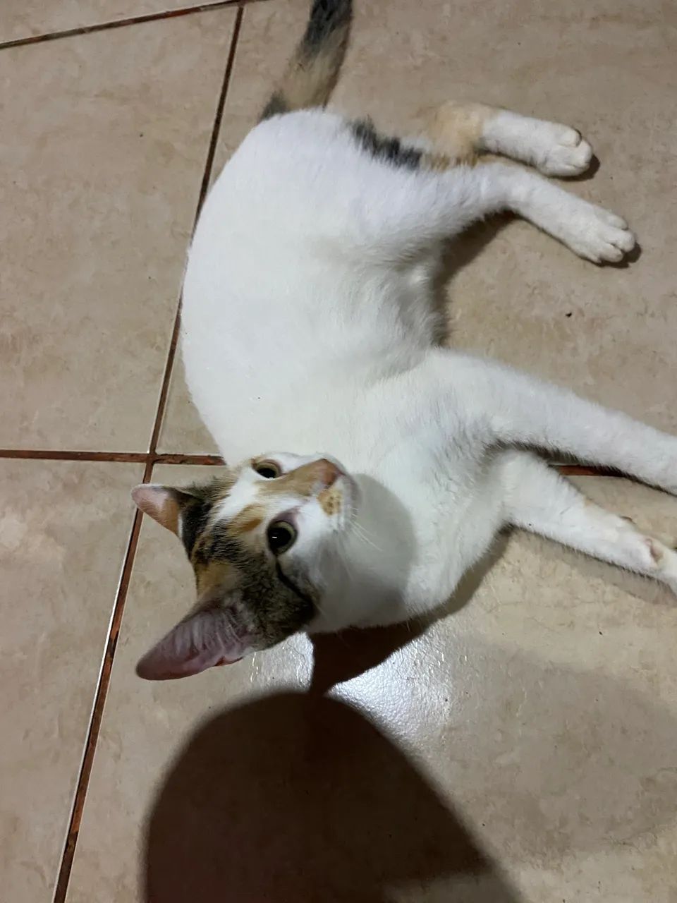 Gatinhos  - Foto 4
