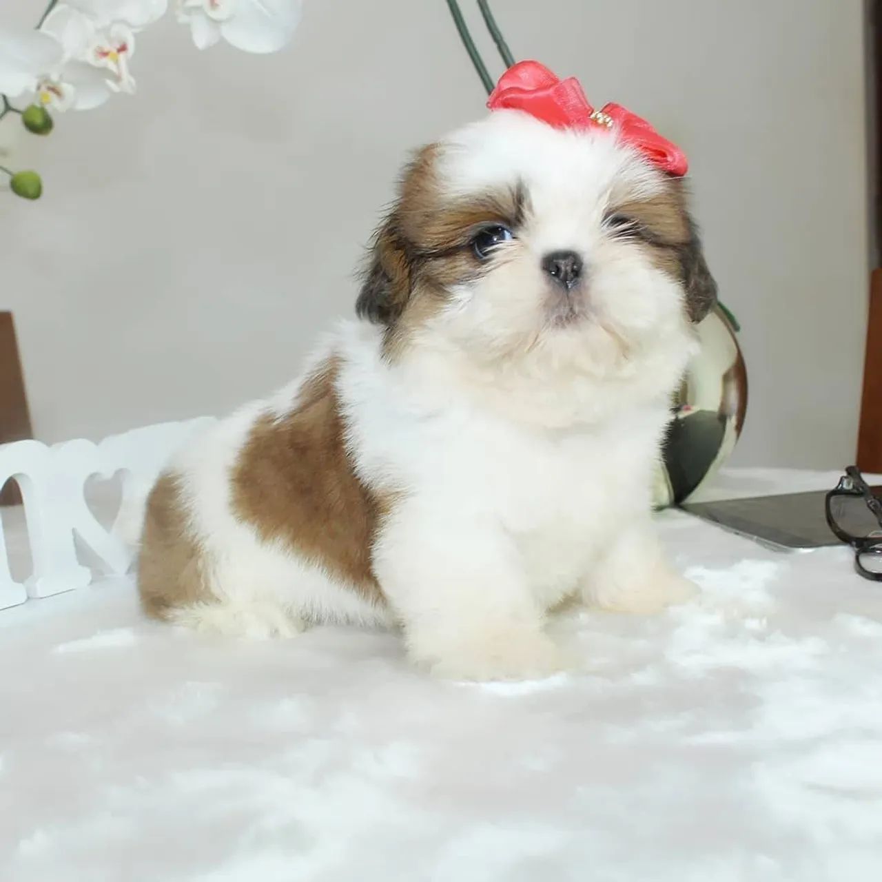 SHIHTZU perninhas curtas  - Foto 4