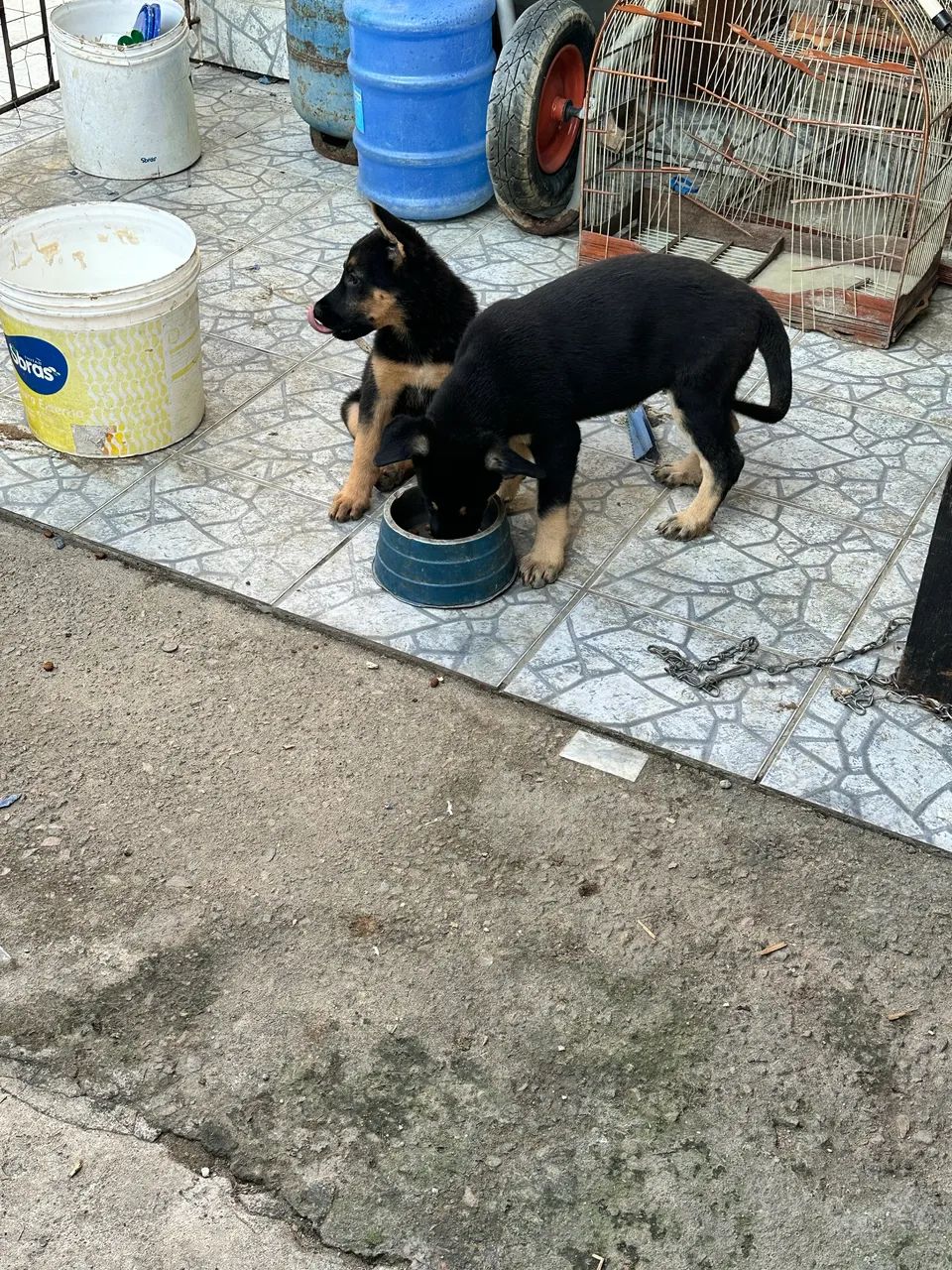 Fêmea de pastor alemão!  - Foto 2