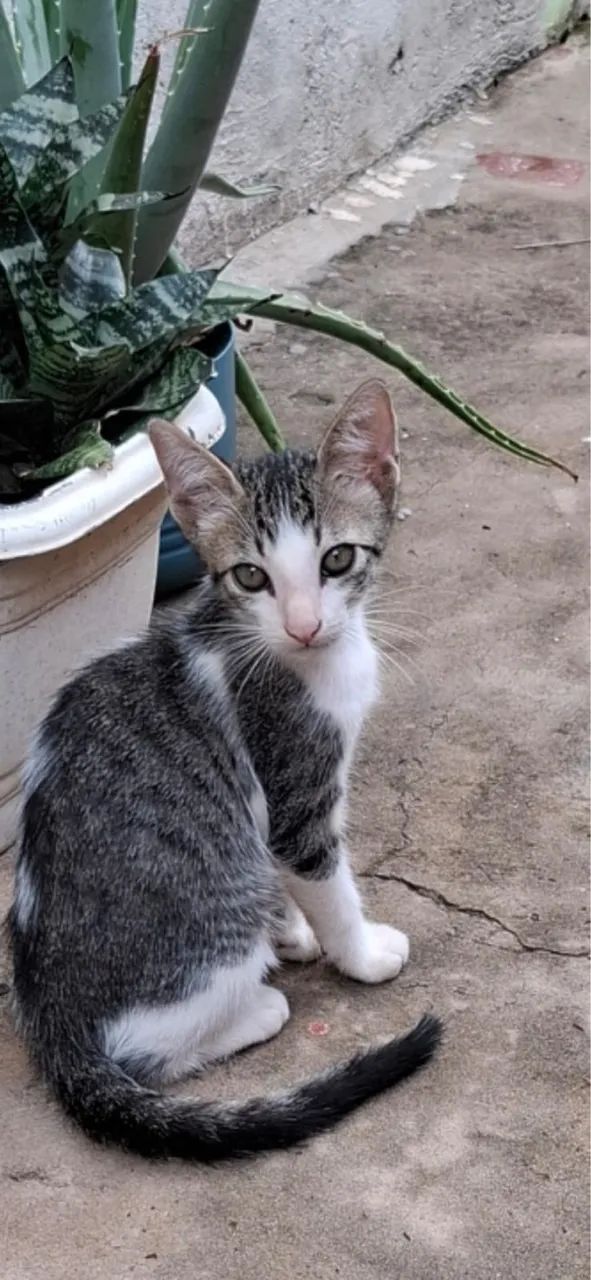 Gatinhos filhotes para Adoção - Foto 4