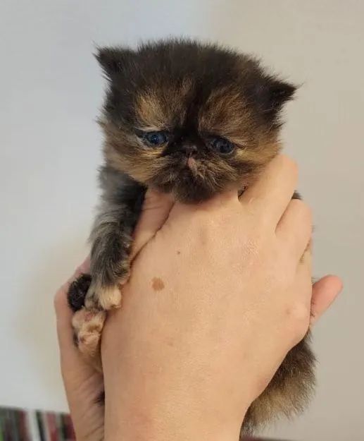 Persa Femea para reserva - Foto 2