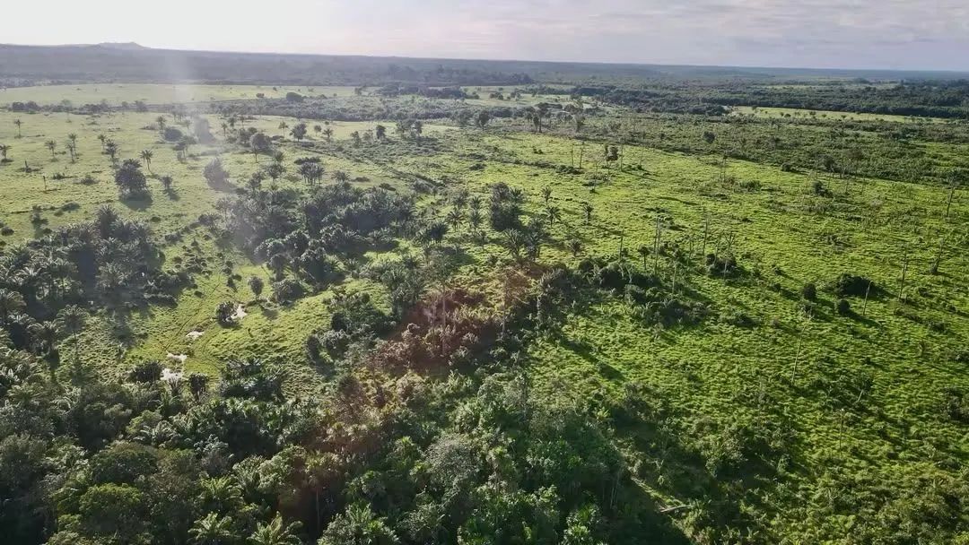 FAZENDA À VENDA | APIAÚ - RR | 224 HECTARES - Foto 4