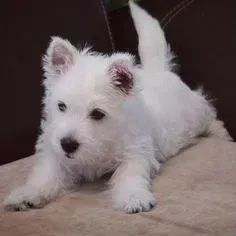 West Terrier Filhotes Com Qualidade