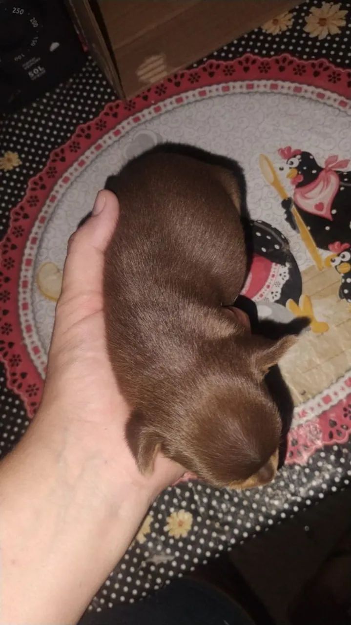 Pinscher 