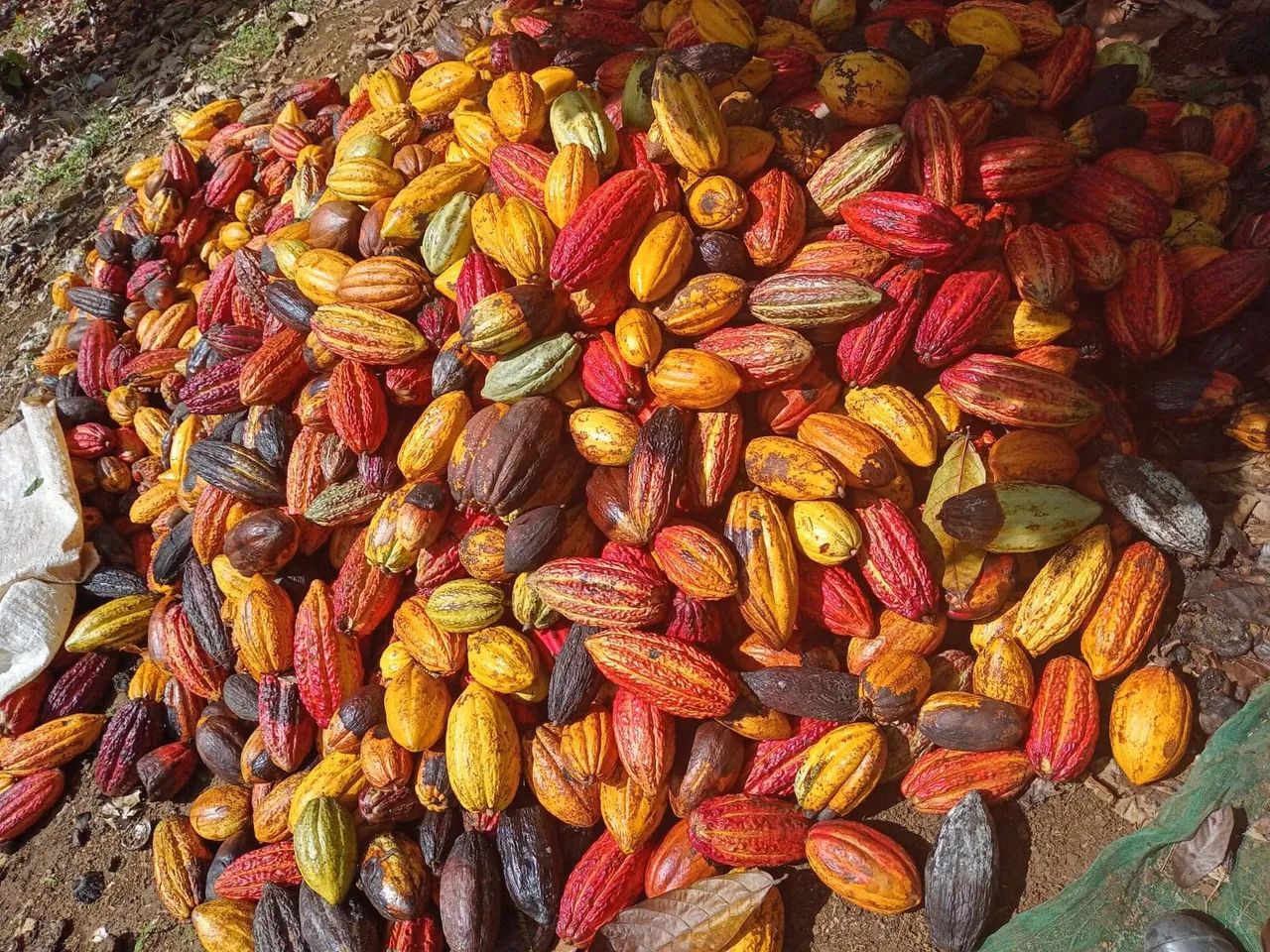 Roça produtiva 