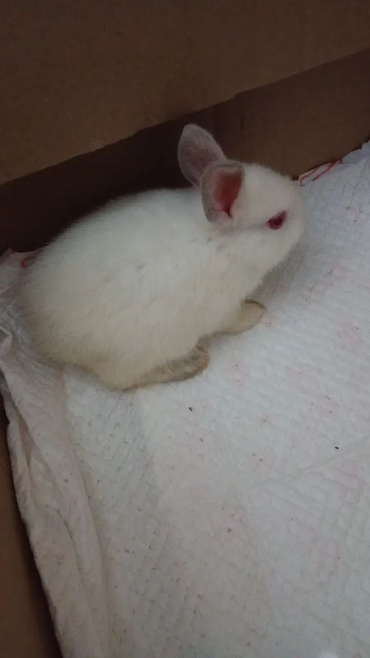 Vendo um coelho anão  - Foto 2