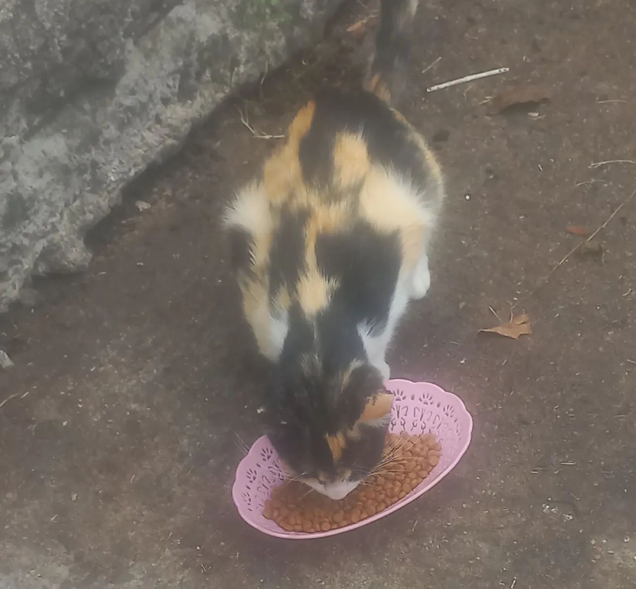 Mel um doce de gatinha  - Foto 2