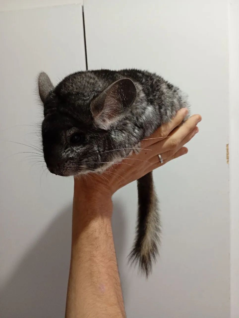 Macho de chinchila super manso  - Foto 3