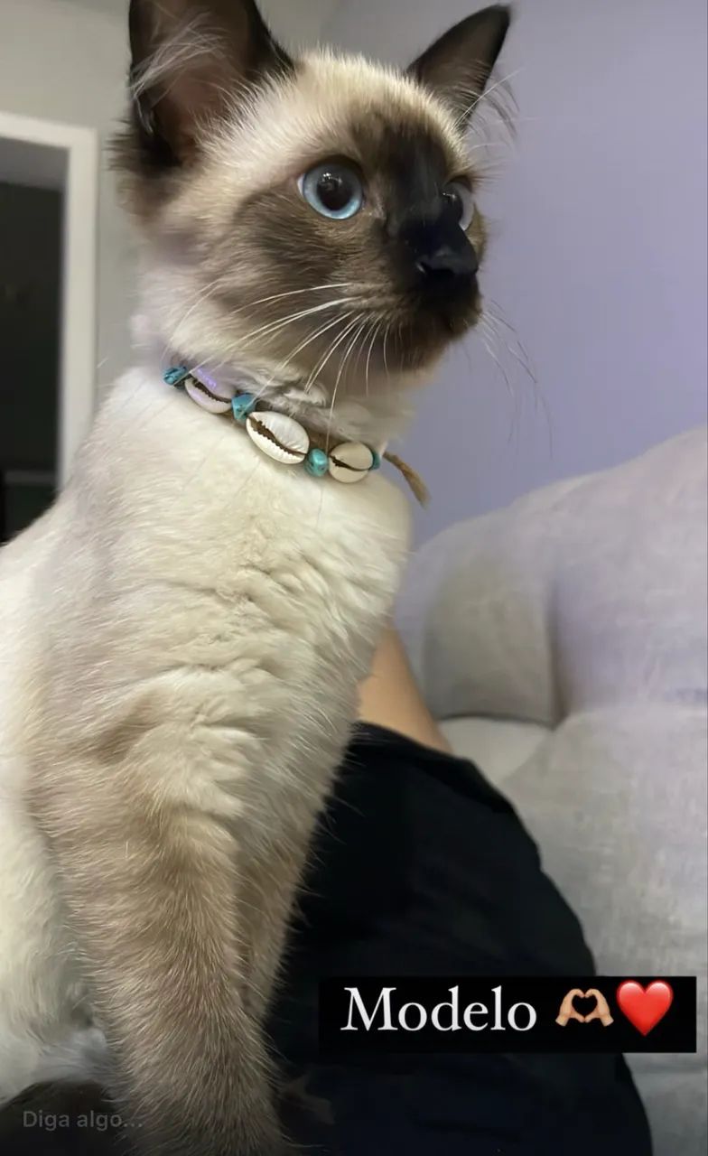 Doação de gatas castradas 