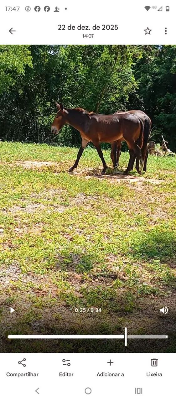 Vendo burro a ano e dois meses  - Foto 3
