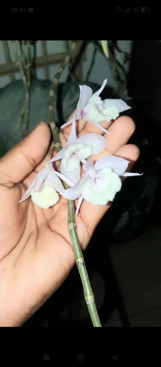 Orquídea Capuz de fada