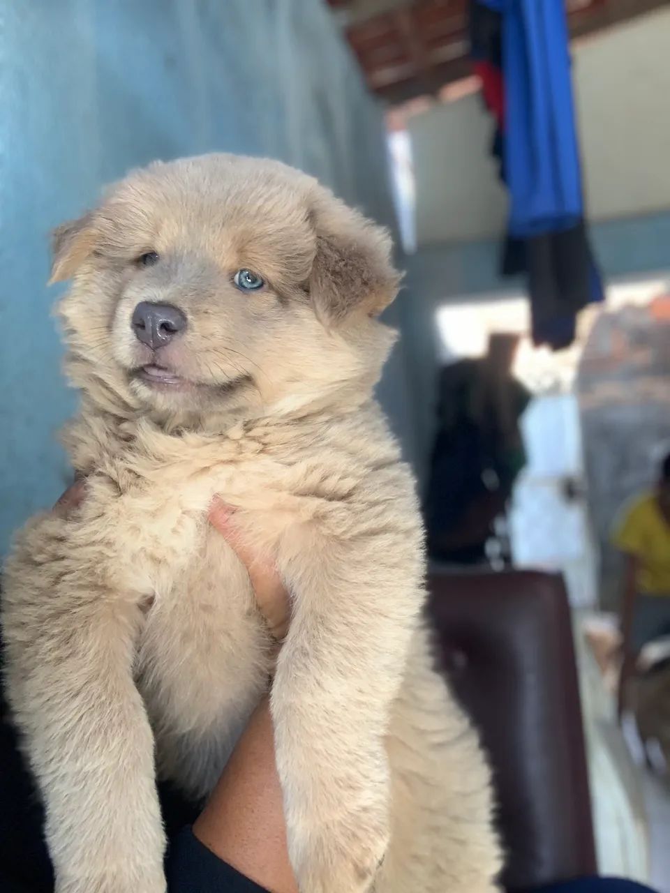 Pet - Foto 3