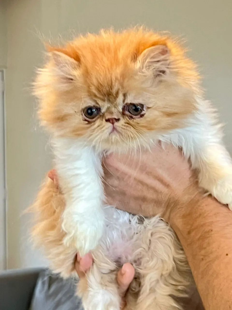 Gatinho persa filhote!  - Foto 3