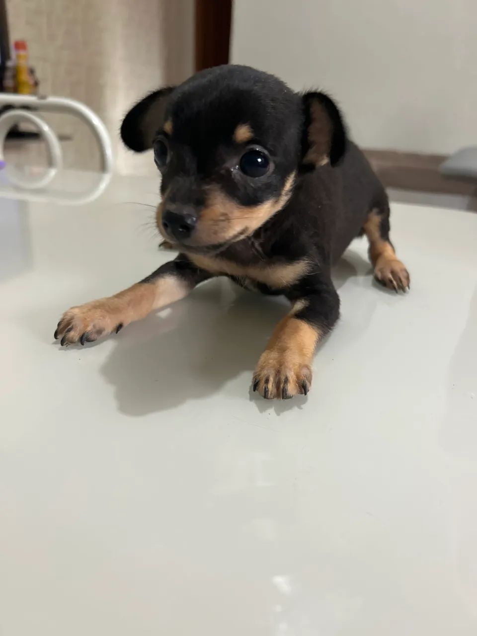 Pinscher  macho - Foto 2