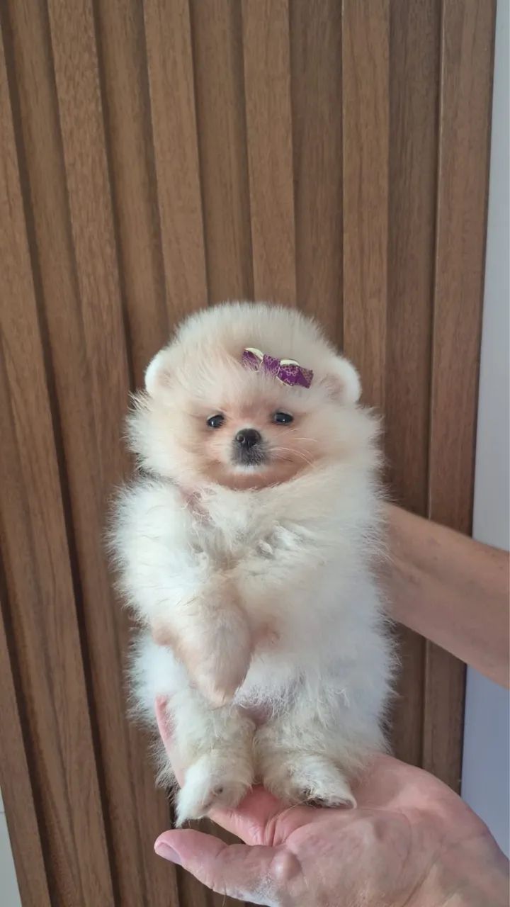 Lulu da pomerânia fêmea!!! Entrega após carnaval.
