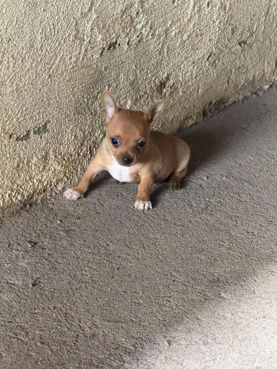 Pinscher zero  - Foto 4
