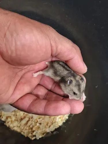 VENDO hamster Anão Russo - Foto 2
