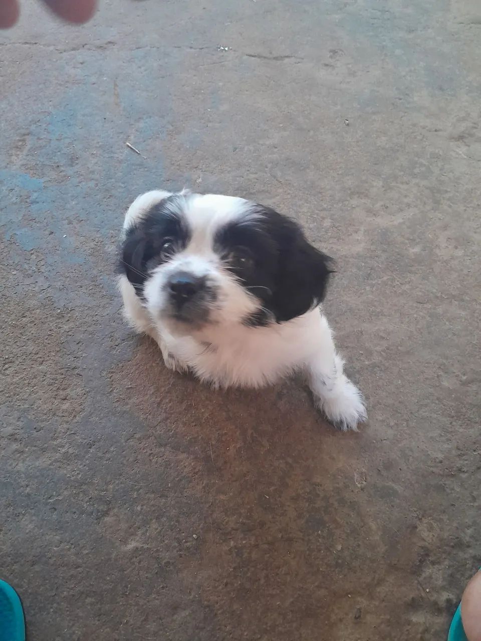 Shih Tzu - Foto 4
