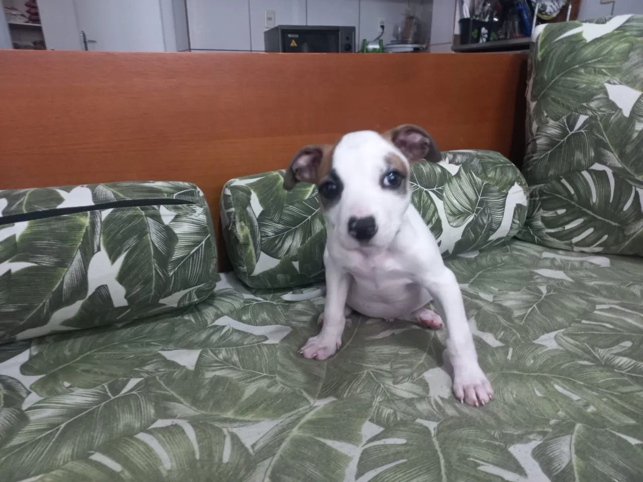 Doa- se cachorrinho macho  - Foto 4