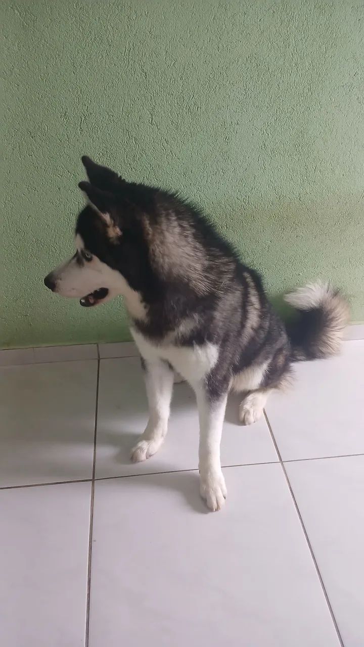 Husky Siberiano, macho 1 ano - Foto 5