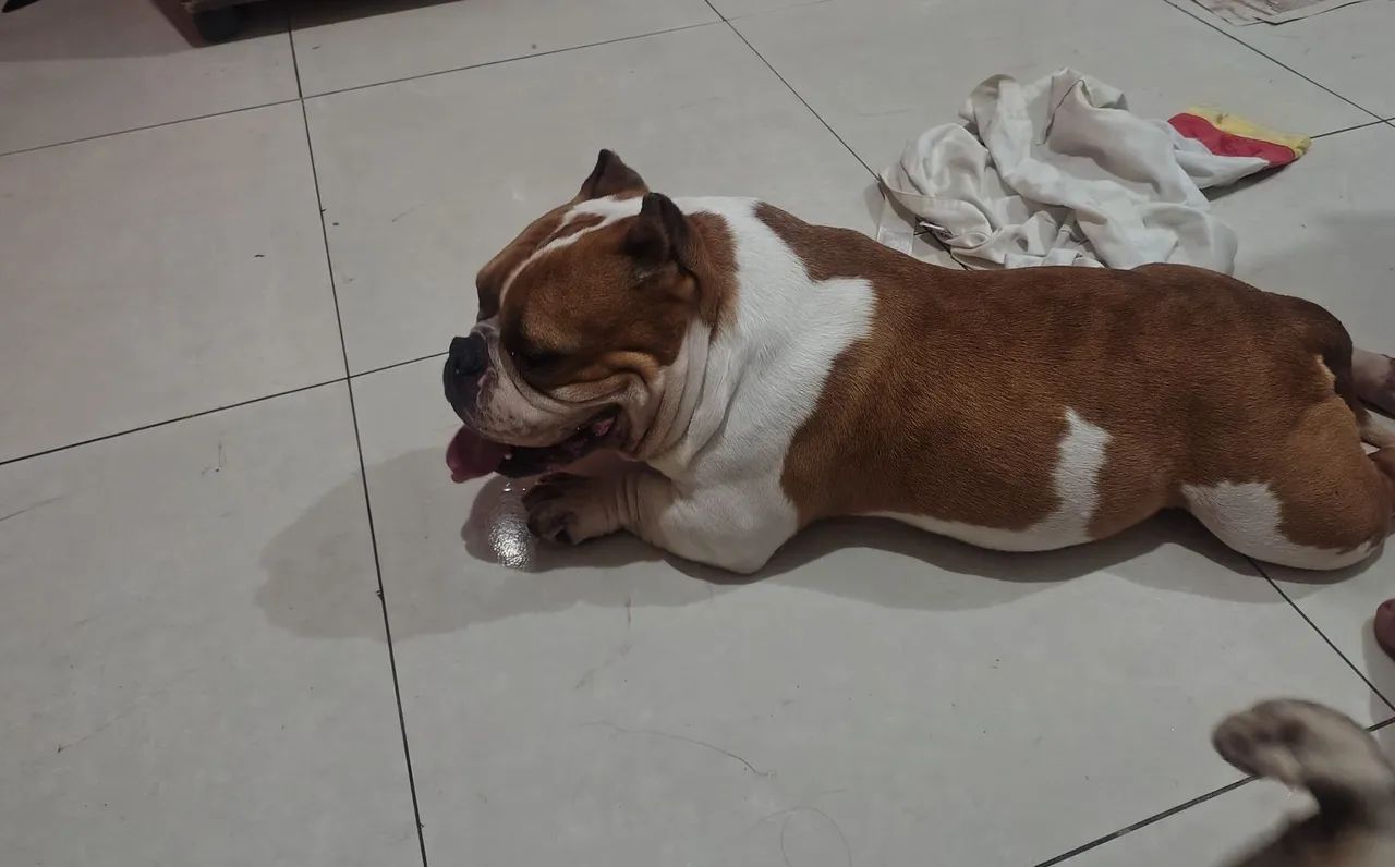 Vendo casal de American Bully micro 