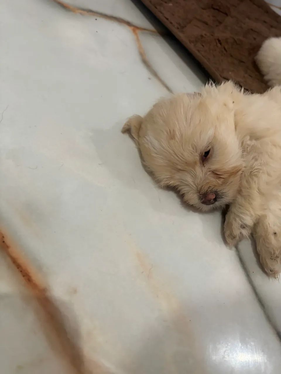 Vendo filhote de  Lhasa Apso - Foto 3