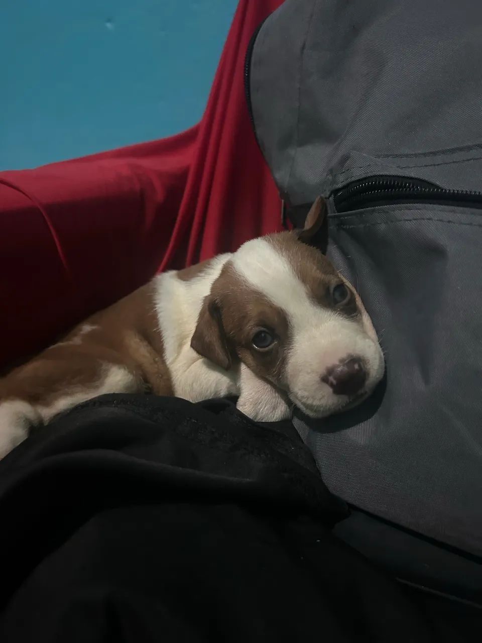 filhote de pitbull - Foto 2