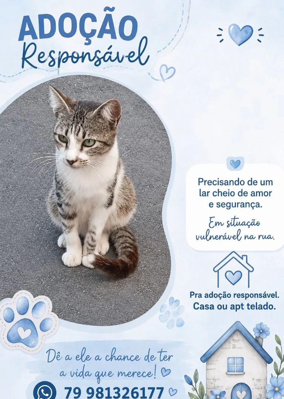 ADOÇÃO DE GATOS - Foto 2