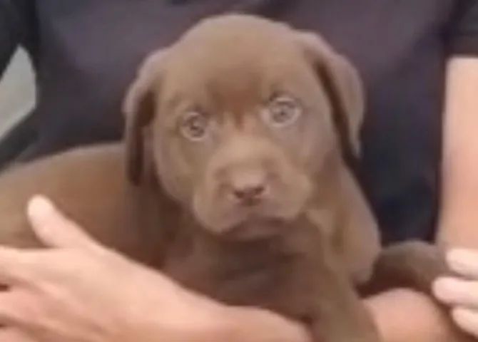 Labrador muito docil