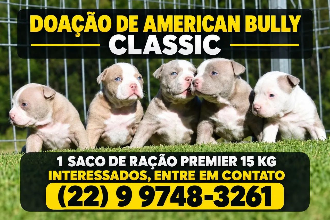 Doação American Bully Classic. - Foto 2