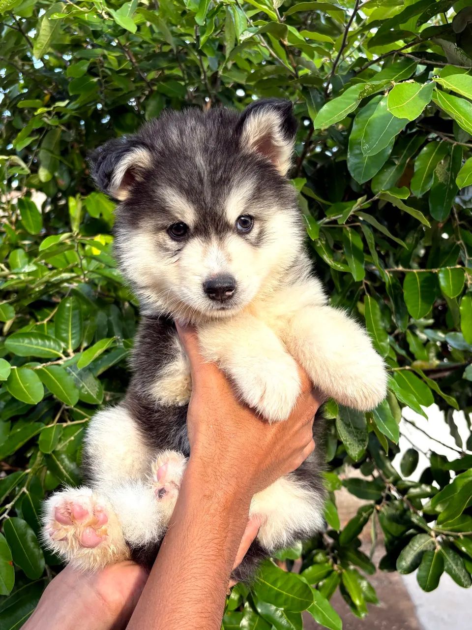 TÍTULO Husky siberiano macho - com microchip ISO e pedigree <br><br> - Foto 2