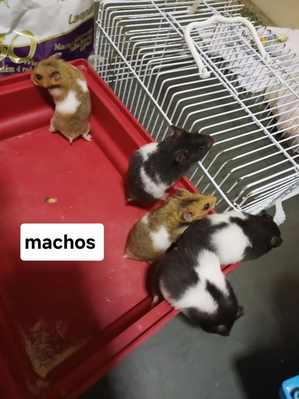 Hamster Sírio 415080000604743682