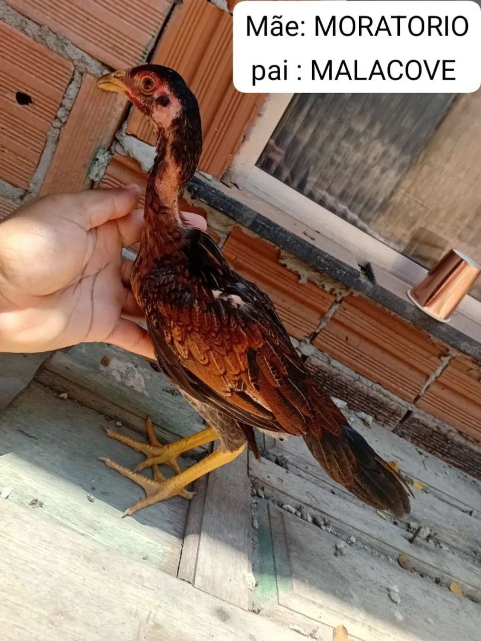Frangas carioca  - Foto 3