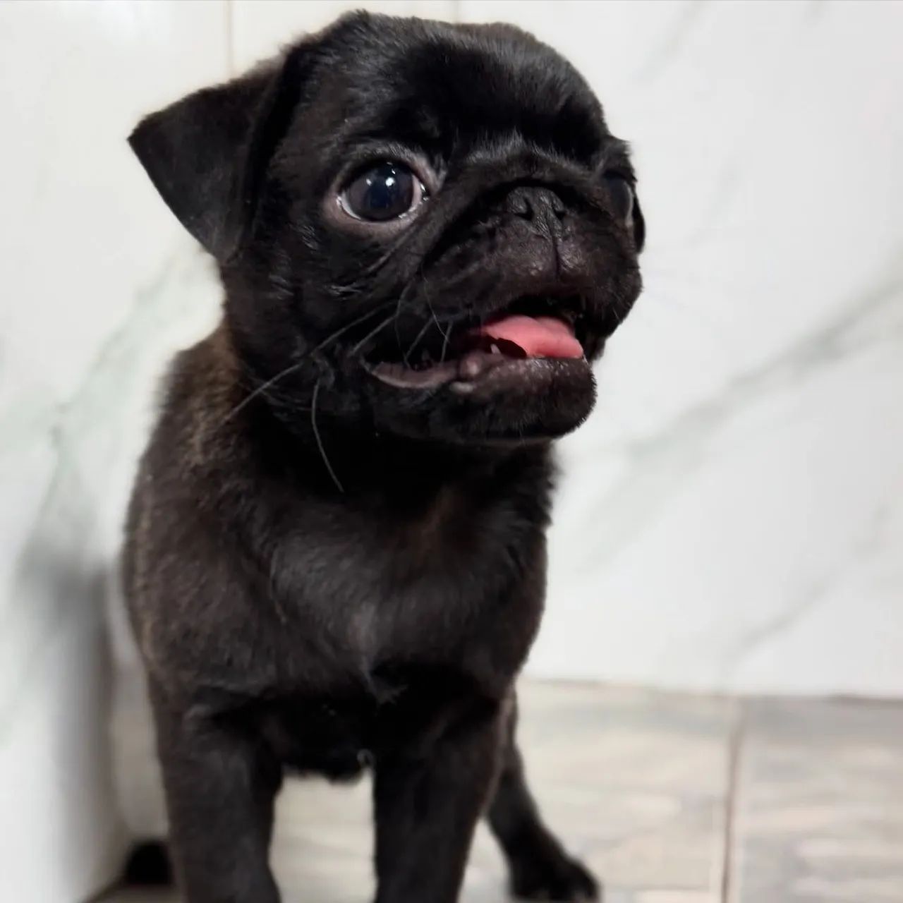 Pug - Foto 3