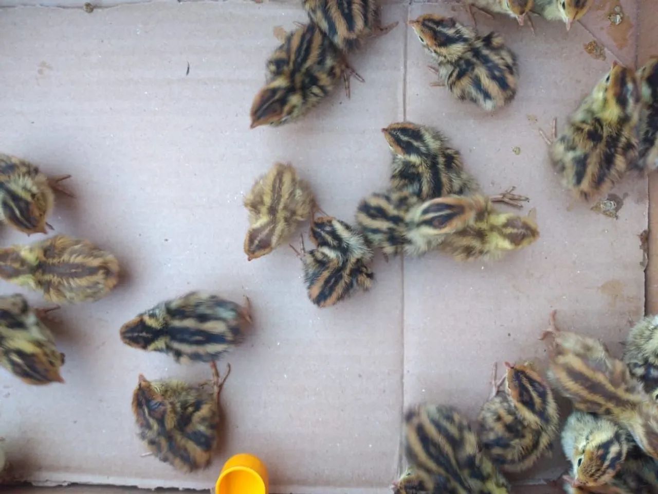 30 filhotes de codornas 