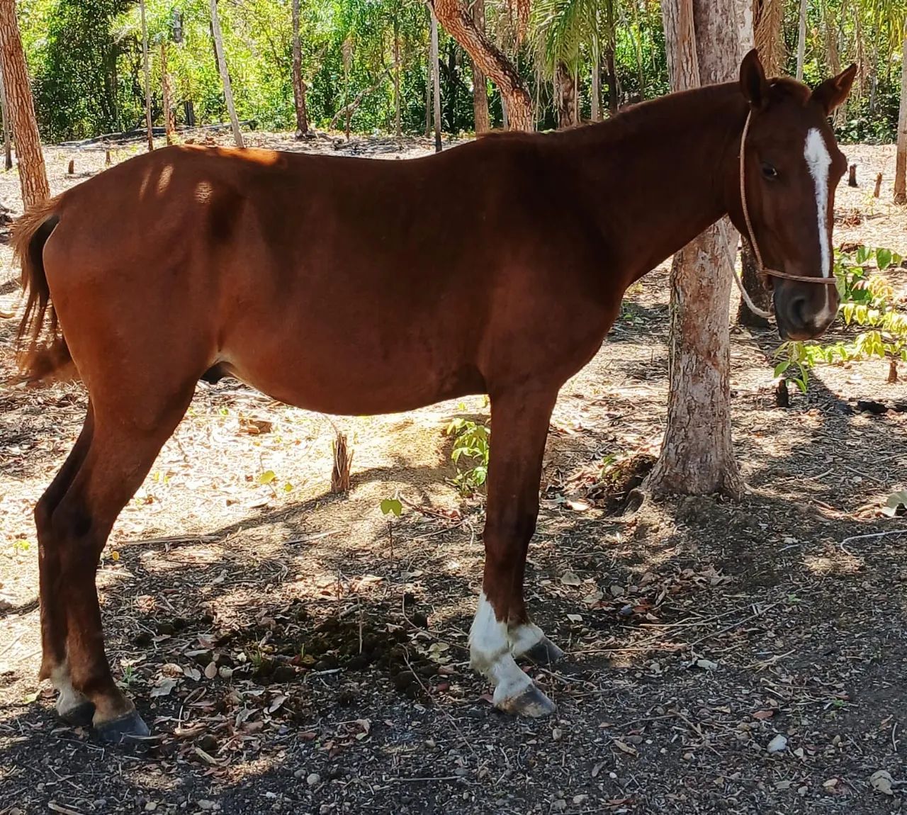 VENDE POLTRO E POLTRA UM ANO E 8 MESES , MEIO SANGUE QUARTO DE MILHA  - Foto 2