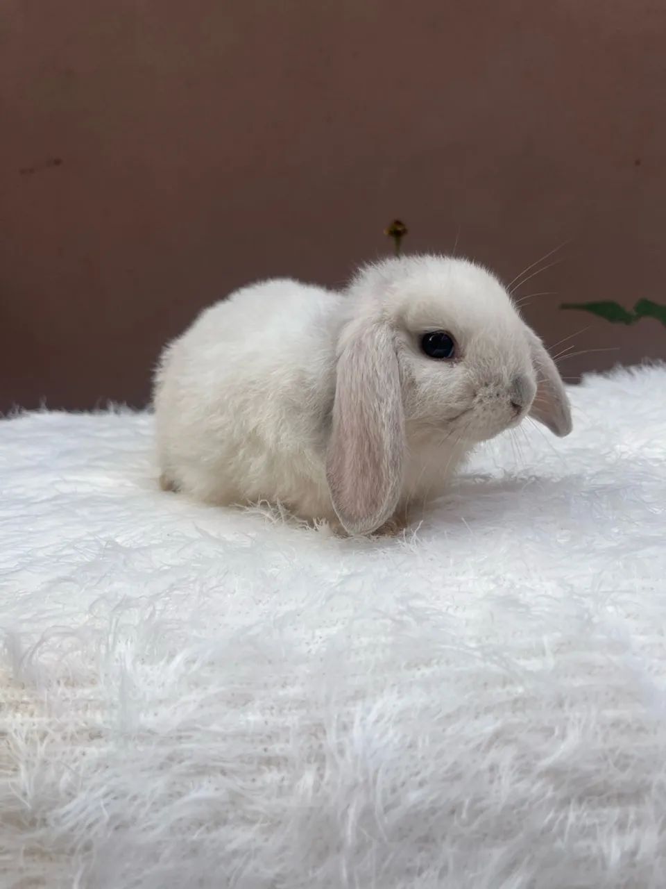 Mini coelho  - Foto 5